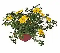 OBI Bidens nabídka