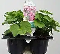 OBI Pelargonium peltatumplnokvěté nabídka