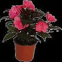 OBI Netýkavka HawkerovaImpatiens New Guinea nabídka