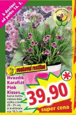 Norma Hvozdík Karafiát Pink Kisses nabídka