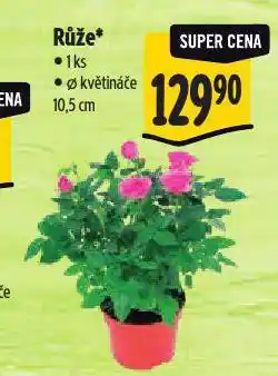 Albert Růže nabídka