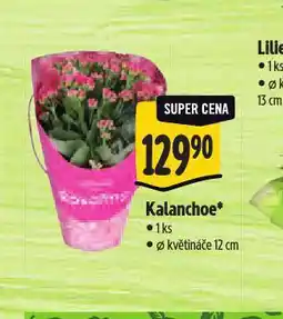 Albert Kalanchoe nabídka