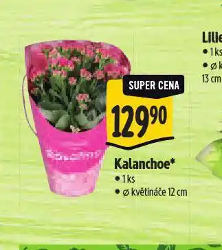 Albert Kalanchoe nabídka