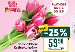 Billa Kytice tulipány nabídka