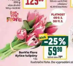 Billa Kytice tulipány nabídka