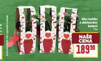 Billa Mix rostlin v dárkovém balení nabídka