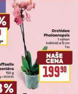 Billa Orchidea phalaenopsis nabídka