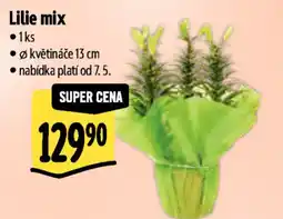 Albert Lilie mix nabídka