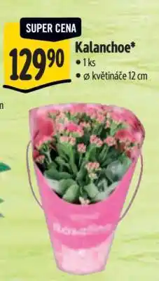 Albert Kalanchoe nabídka