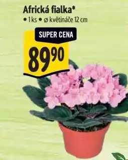 Albert Africká fialka nabídka
