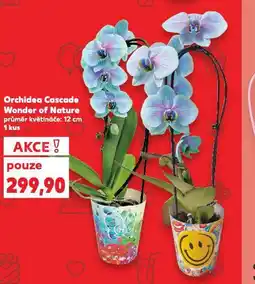 Kaufland Orchidea cascade wonder of nature nabídka