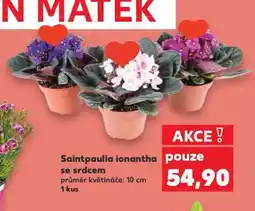 Kaufland Saintpaulia ionatha nabídka