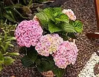 OBI HORTENZIE VELKOLISTÁ (HYDRANGEA MACROPHYLLA) nabídka