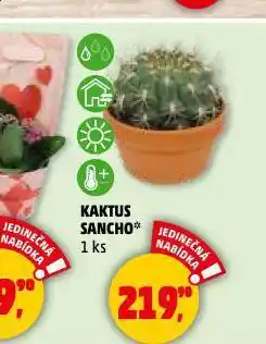 Penny Market Kaktus sancho nabídka