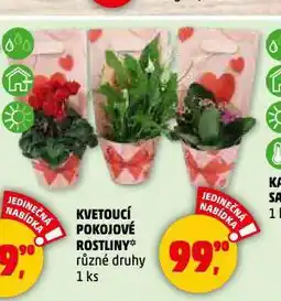 Penny Market Kvetoucí pokojové rostliny nabídka
