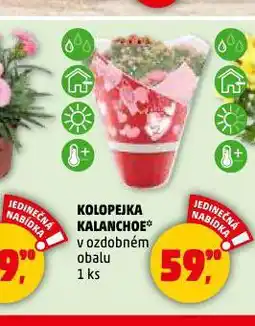 Penny Market Kolopejka kalanchoe nabídka