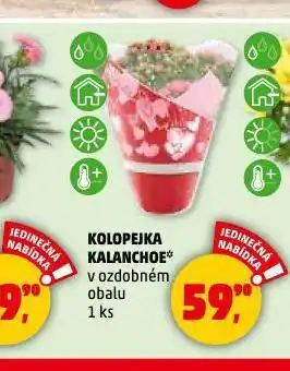 Penny Market Kolopejka kalanchoe nabídka