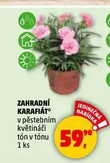 Penny Market Zahradní karafiát nabídka
