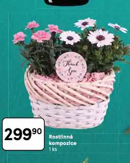 Tesco Rostlinná kompozice nabídka