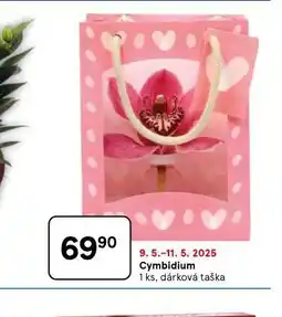 Tesco Cymbidium nabídka