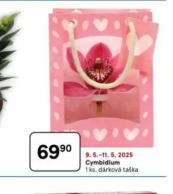 Tesco Cymbidium nabídka