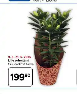 Tesco Lilie orientální nabídka