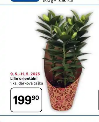 Tesco Lilie orientální nabídka