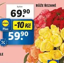 Lidl RŮŽE ŘEZANÉ nabídka