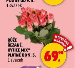 Penny Market Růže nabídka