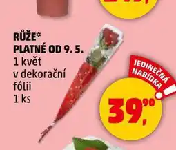 Penny Market Růže platné nabídka