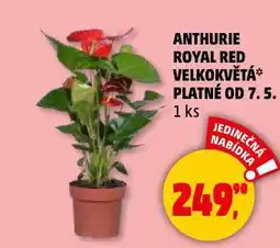 Penny Market Anthurie royal red velkokvětá nabídka
