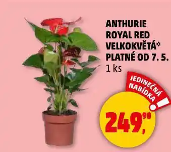 Penny Market Anthurie royal red velkokvětá nabídka