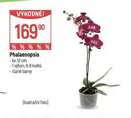 Globus Orchidea - phalaenopsis nabídka