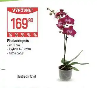 Globus Orchidea - phalaenopsis nabídka