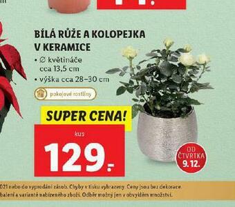 Lidl Bílá růže a kolopejka v keramice nabídka