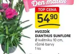 Flop Hvozdík dianthus sunflore nabídka