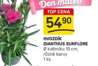 Flop Hvozdík dianthus sunflore nabídka