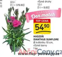 Flop HVOZDÍK DIANTHUS SUNFLORE Ø květníku 10 cm. různé barvy 1 ks nabídka