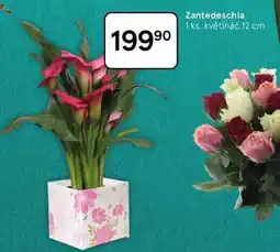 Tesco Zantedeschia, 1 ks. květináč 12 cm nabídka