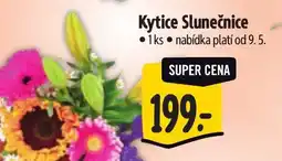 Albert Kytice Slunečnice nabídka