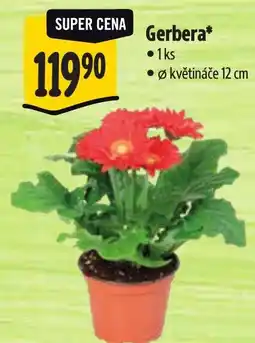 Albert Gerbera nabídka