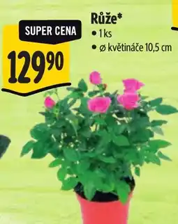Albert Růže nabídka
