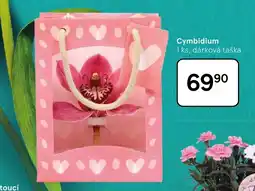 Tesco Cymbidium nabídka