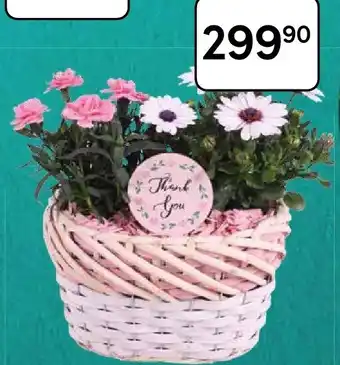 Tesco Rostlinná kompozice nabídka