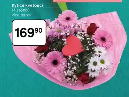 Tesco Kytice kvetoucí nabídka