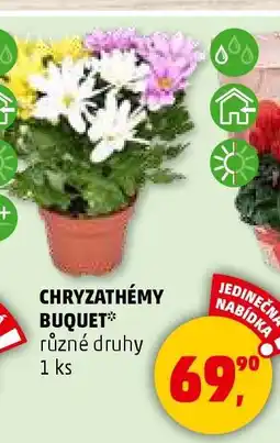 Penny Market Chryzantémy Buquet nabídka