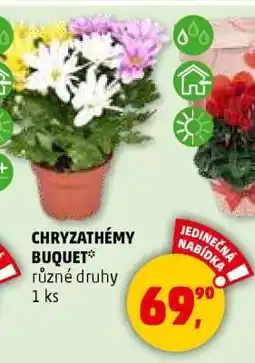 Penny Market CHRYSANTHÉMY BUQUET nabídka