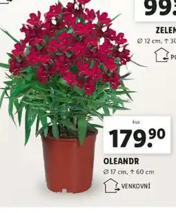 Lidl OLEANDR nabídka