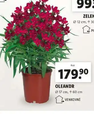 Lidl OLEANDR nabídka