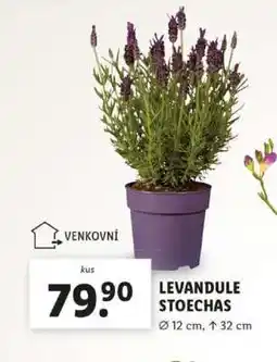 Lidl LEVANDULE STOECHAS nabídka
